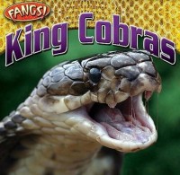 King Cobras : the biggest venomous snake off all